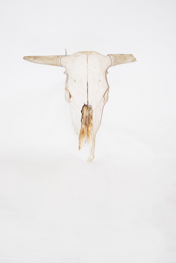 Cattle Skull Theme Prop Hire